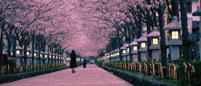 鶴岡八幡宮の参道 桜並木